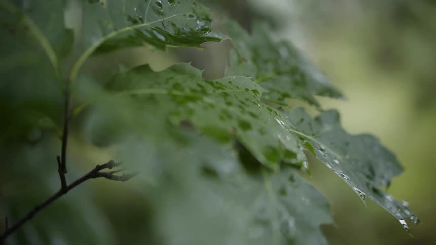 Moisture droplets on a bunch of leaves on a tree