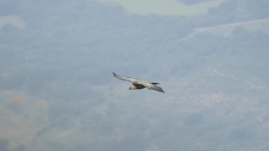 A bird slowly glides across the sky