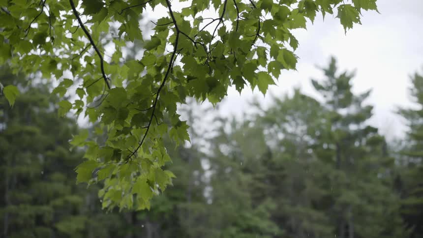 Leaves hanging from a branch in the middle of a forest blow gently in the wind