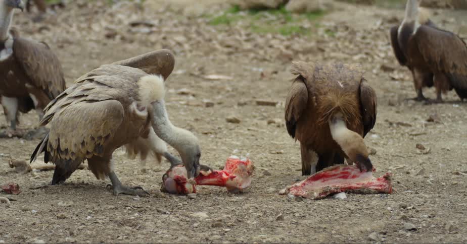Scavenger birds eat a carcass