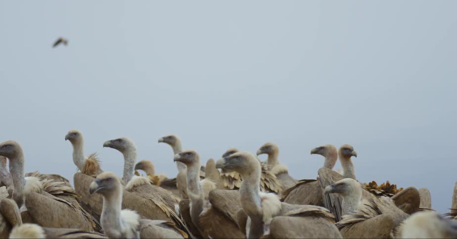 Flocks of birds gather together on a gray gloomy day