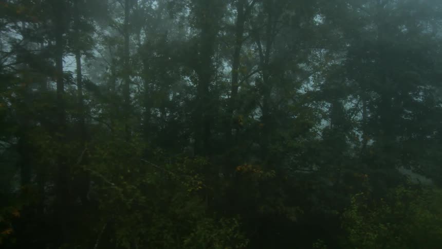 A forest in fog