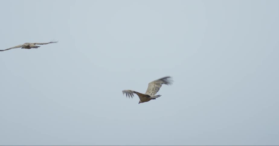 Group of birds flying in a covered sky