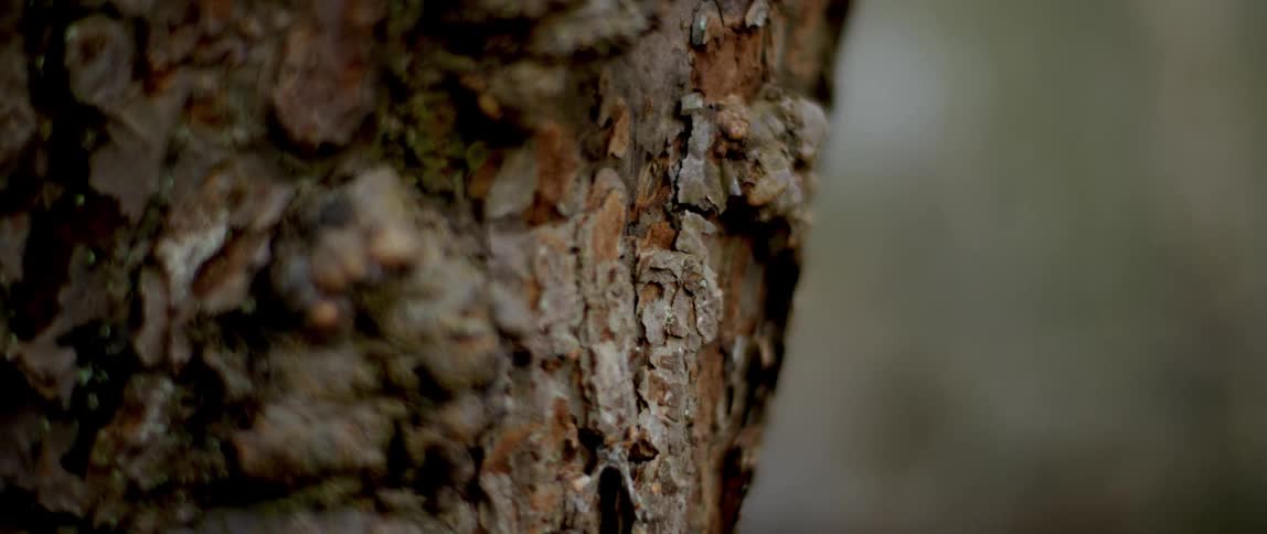 A tree in the middle of a damp dark forest