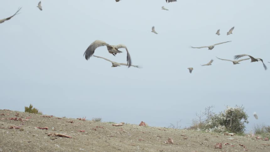 A group of vultures on the ground taking flight