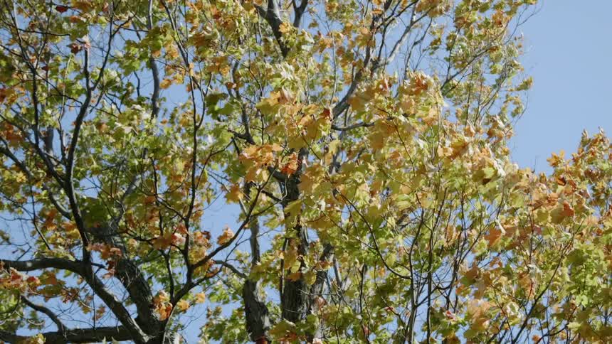 Multicolored leaves blow in the breeze