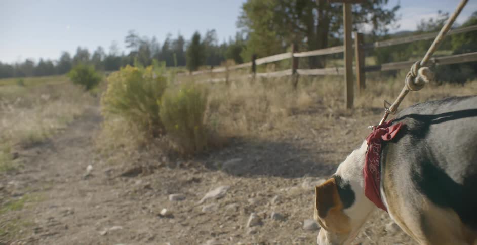 A dog being walked on a leash in a meadow