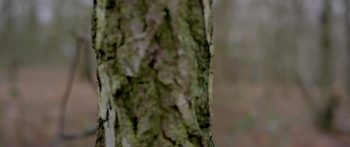 Looking at trees through a small forest