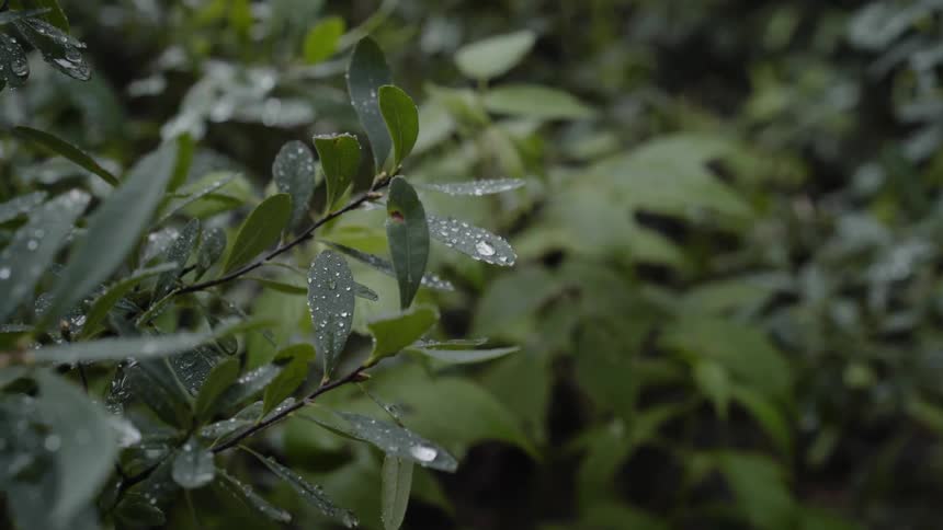 Rain covered shrubbery lightly blowing in the wind