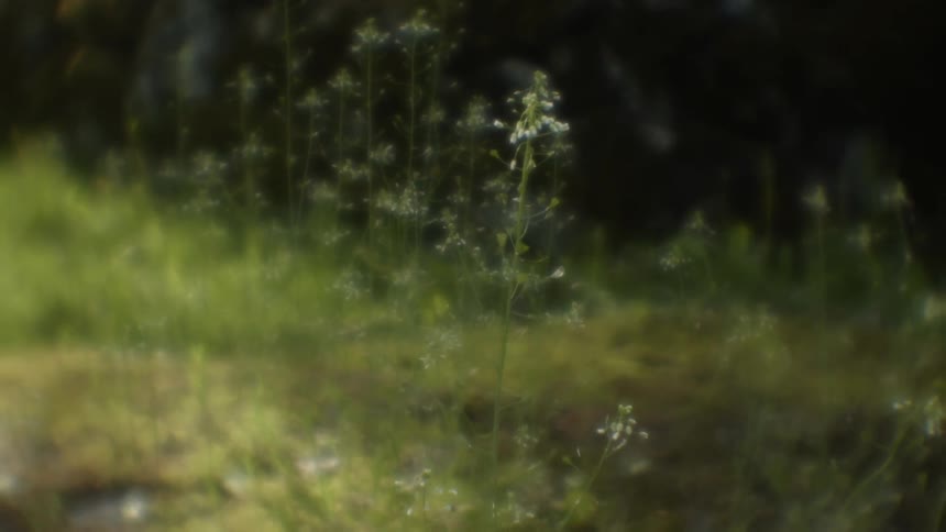 The sun shines brilliantly on plants growing from the grass