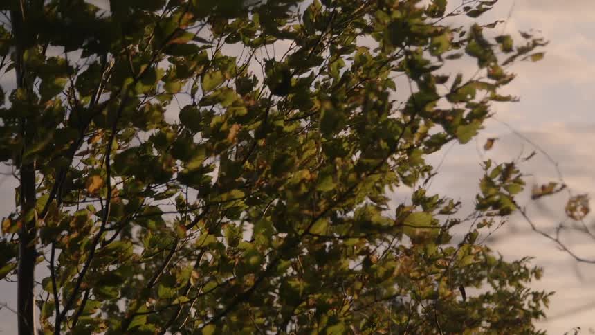 Tree branches and leaves blowing in the wind on a cloudy day