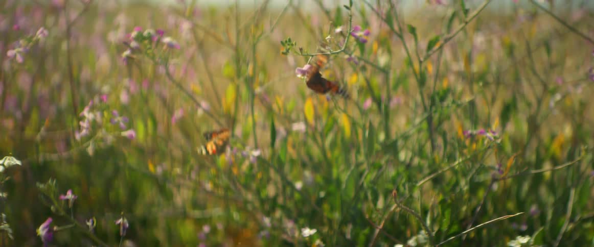 A butterfly landing on small plants in a field