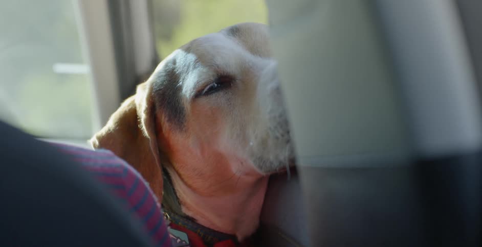 Someone pets a dog that is falling asleep in a car