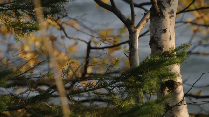 Tree branches moving around in the wind