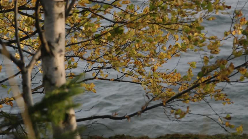 Fall colored leaves and branches blowing the wind