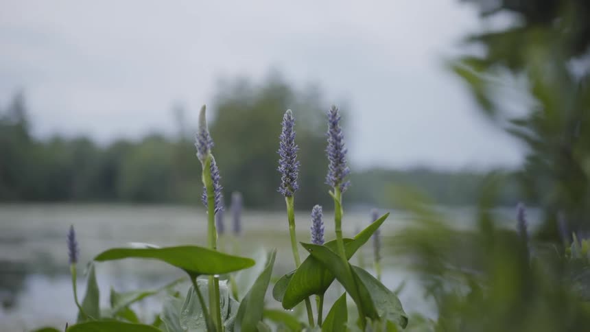Some plants with purple buds grow alongside a body of water