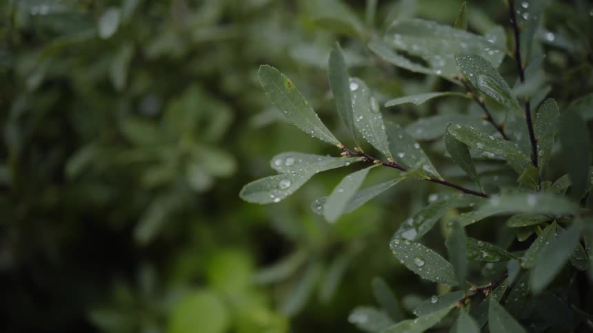 Dew lies on the leaves of a tree