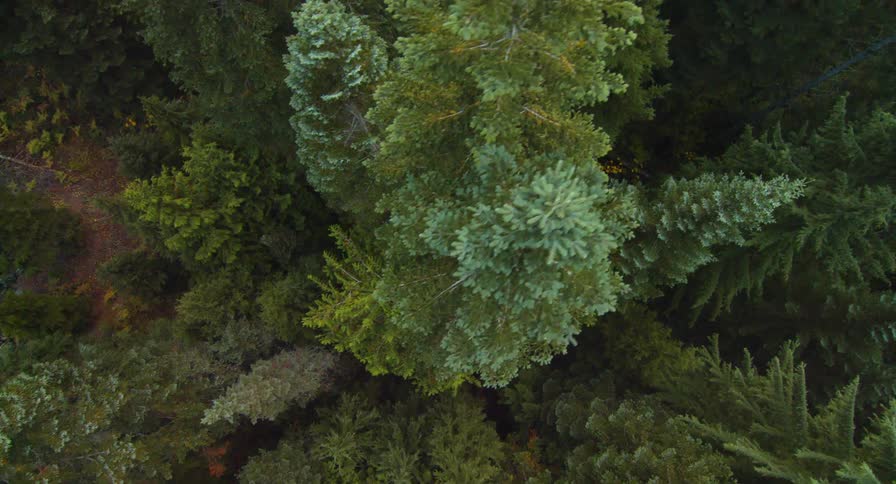 Trees are shown growing in a forest