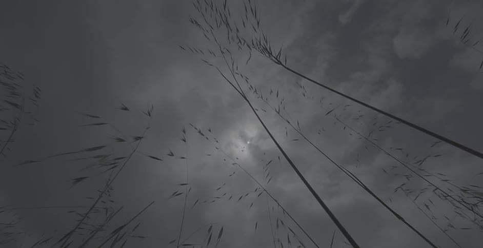 The wind blows the tall grass outside
