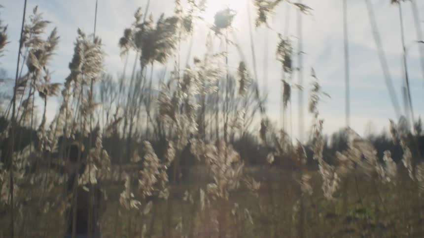 a man runs through the reeds with lensflares