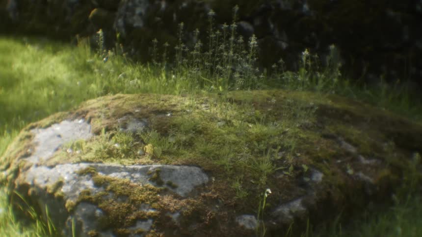 Rock covered with moss and weeds outside on a sunny day