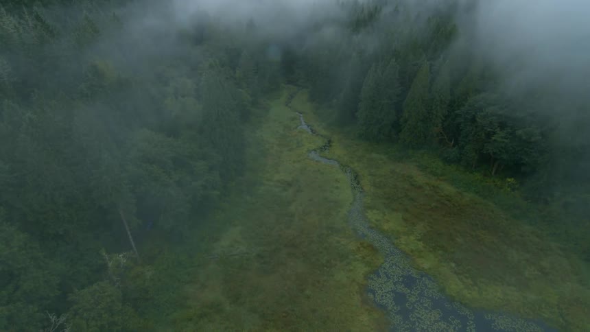 Fog is creeping through the trees