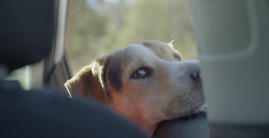 Dog with his head out of the car window looking back at his human