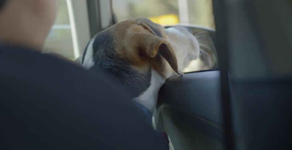 A woman pets a dog that's resting it's face on an open car window