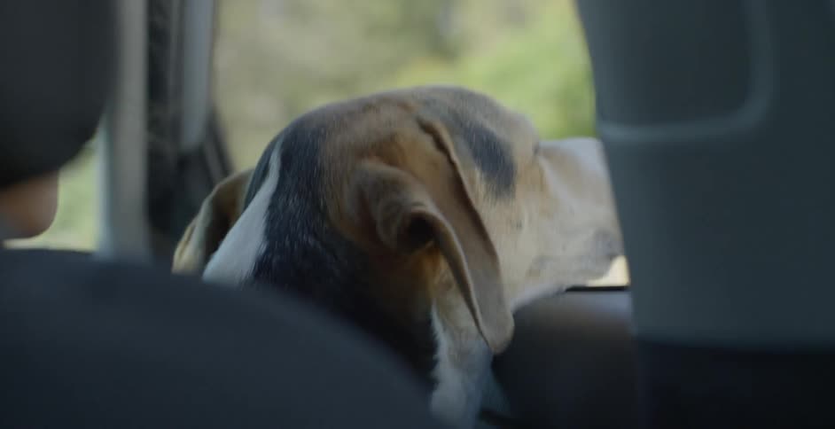 A dog rests his head on the passenger window as someone pets him