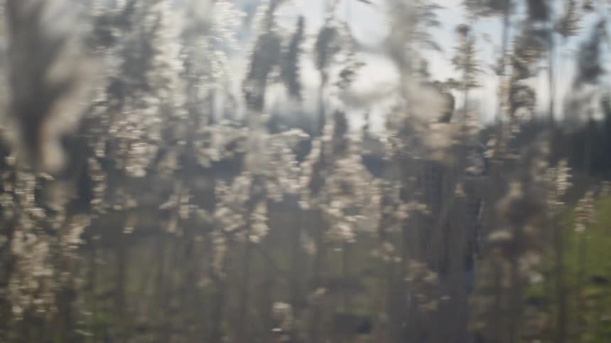 A man runs  in the countryside on the other side of some plants