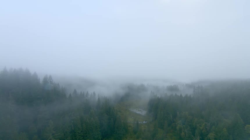 Fog is creeping through the trees