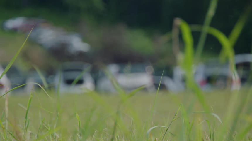 A bunch of cars are parked in a field