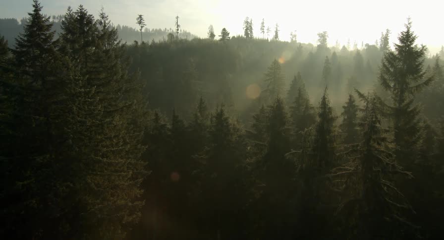 Sun is filtering through the trees