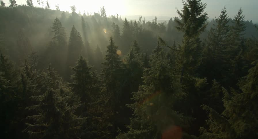 Sun is filtering through the trees