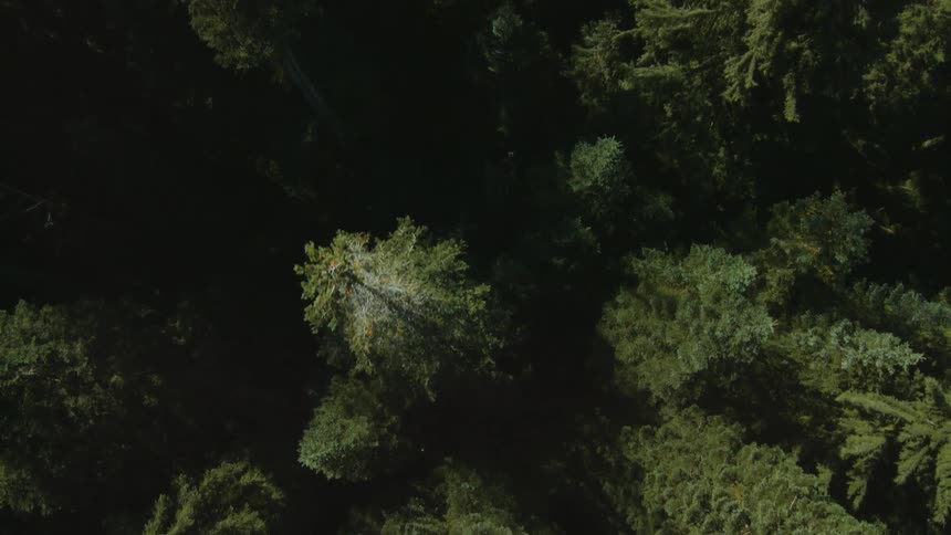 A forest is shown