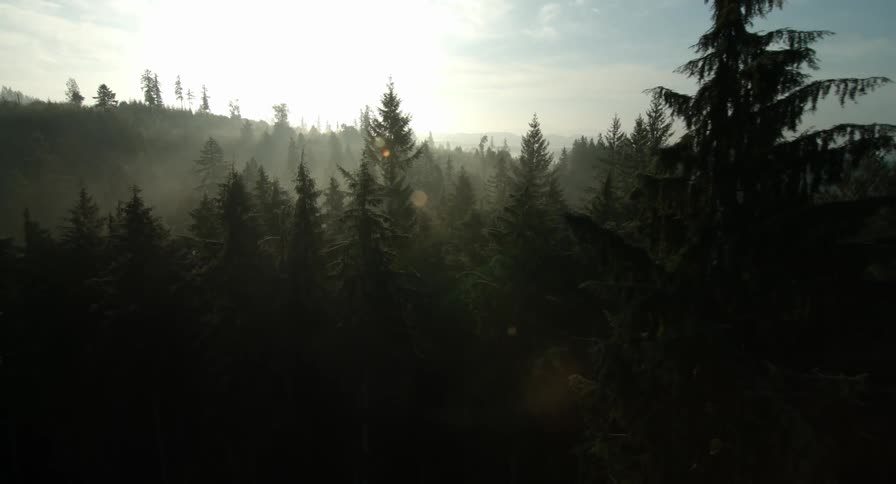 Trees are filtering the light