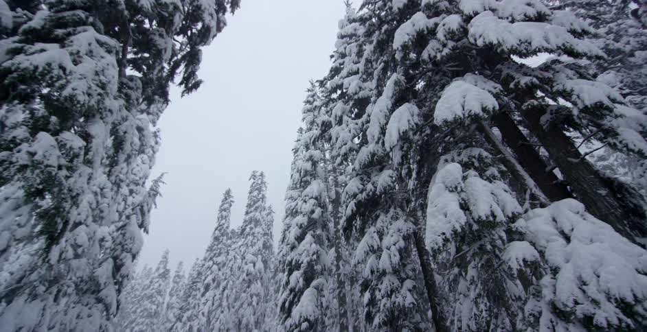 A forest is covered in snow