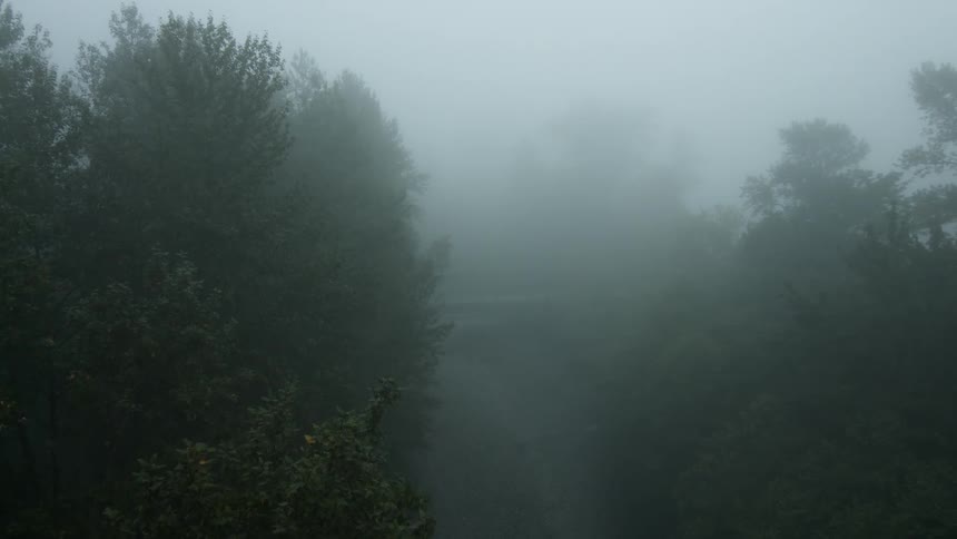 Fog rolling into the forest