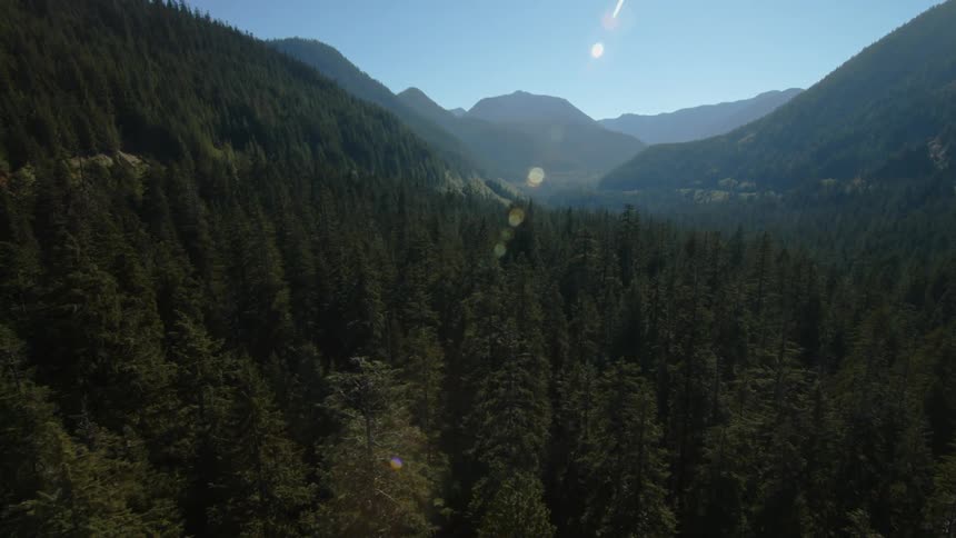 Trees grow along a mountain