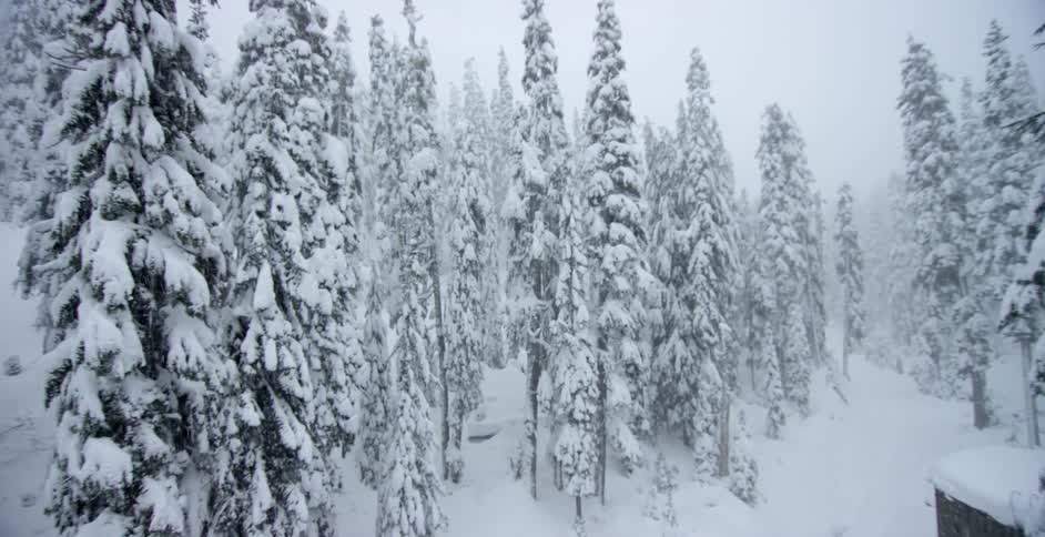 View of pine trees on a snowy hillside while it is snowing