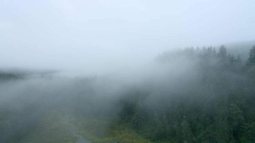 Fog is creeping through the trees