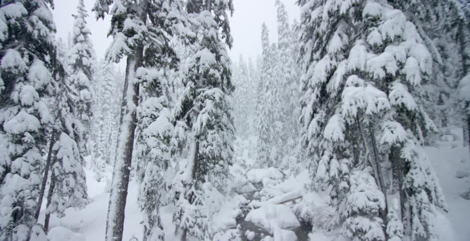 Snow is overing the trees