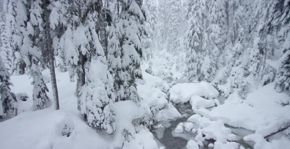 Snow is covering the trees