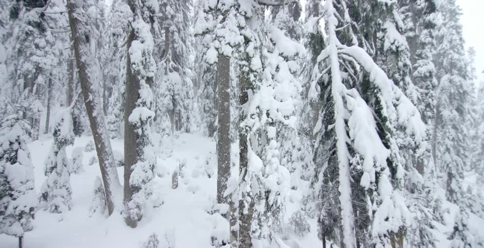 It snows on trees in the woods