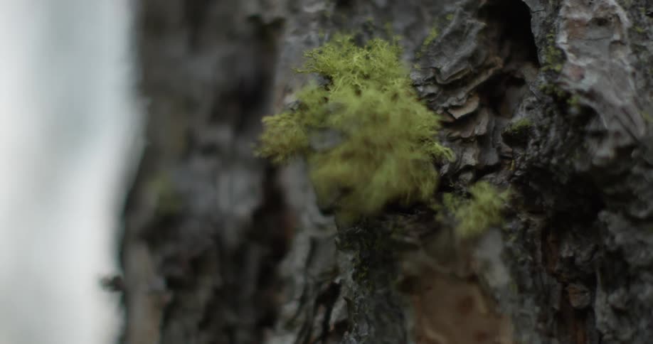 Up close of tree bark