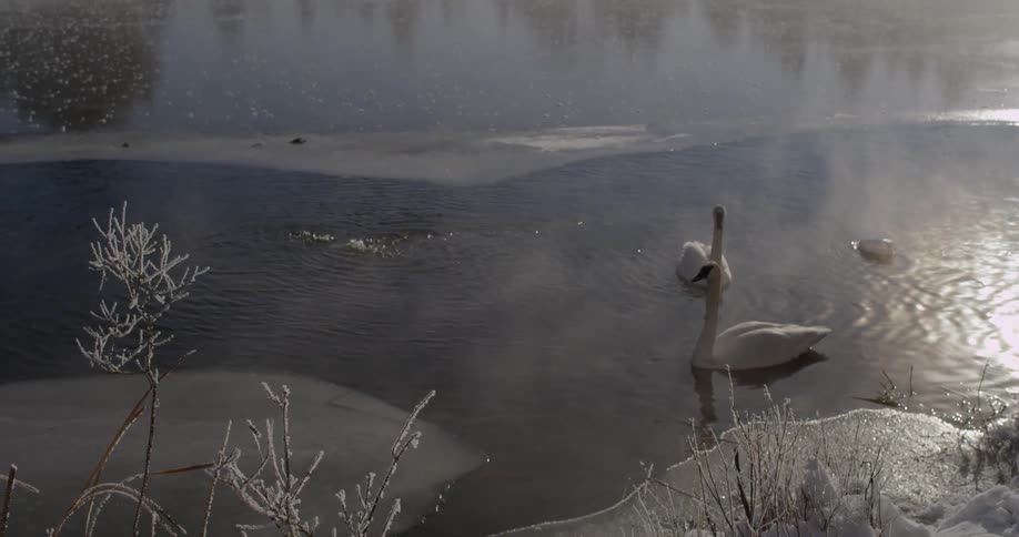 Ducks float on a pond while something bubbles beneath the surface
