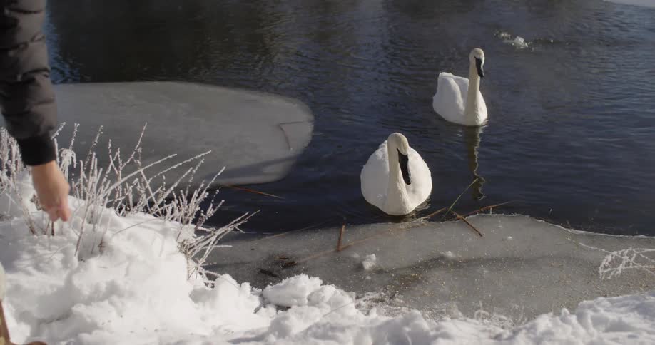 Woman At Frozen Pond