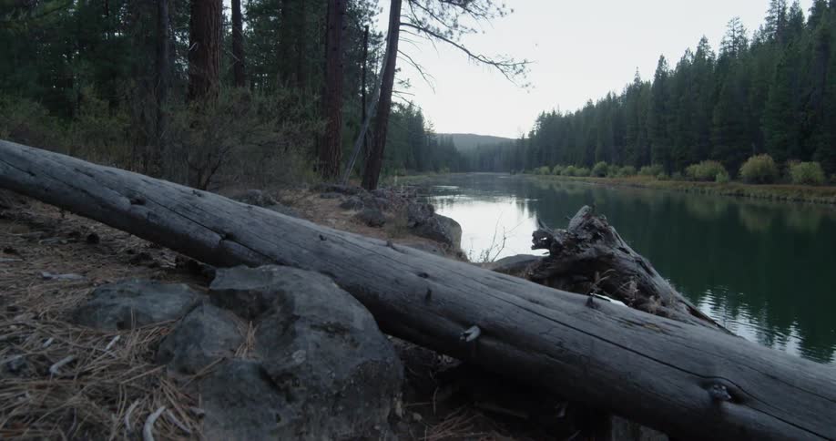 Old, dried logs sitting next to a lake
