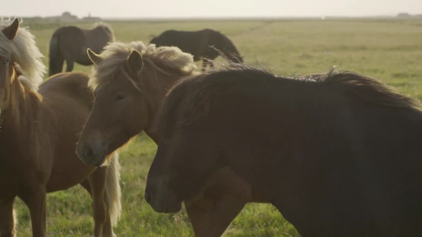 Horses are shown at a farm