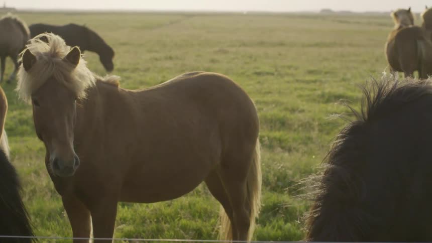 Horses standing in a field